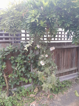 flowers